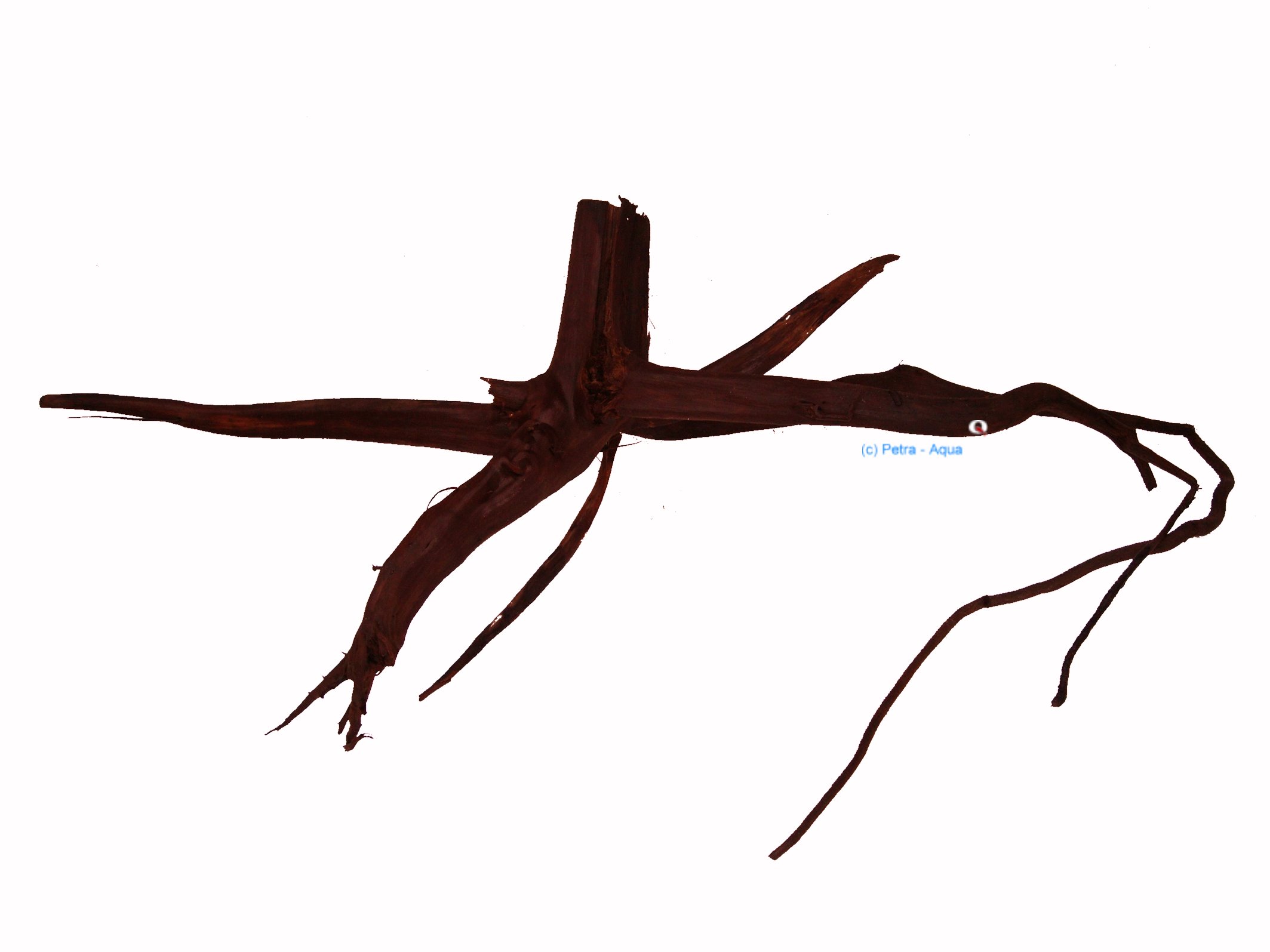 Pine root extra filigree