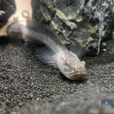 KK53