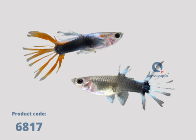 6817 l hb red crowntail