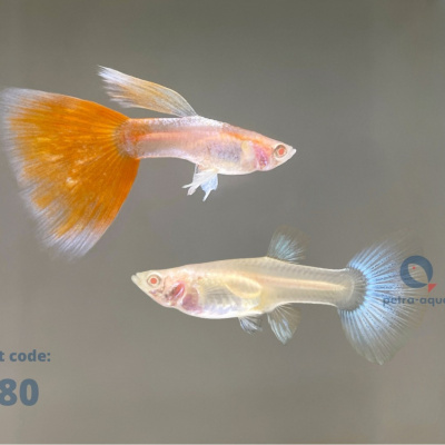 3980 l albino sky red
