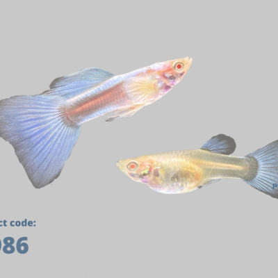 3986 l albino sky blue