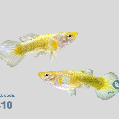 6810 l full gold vietnam
