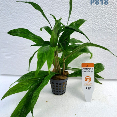 P818