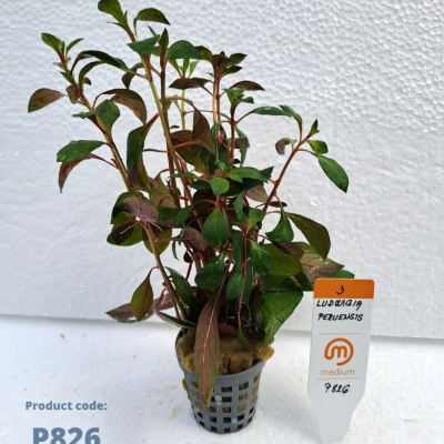 P826