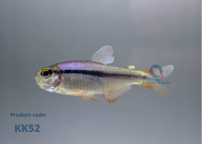 KK52