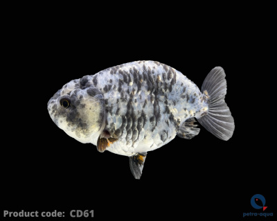 CD61_ logo (3080 x 2463 px) (1)