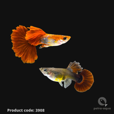 3908_kod, logo