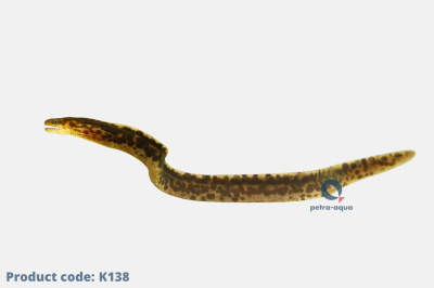 K138
