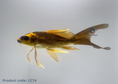 CC74
