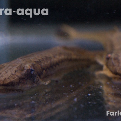 Farlowella acus