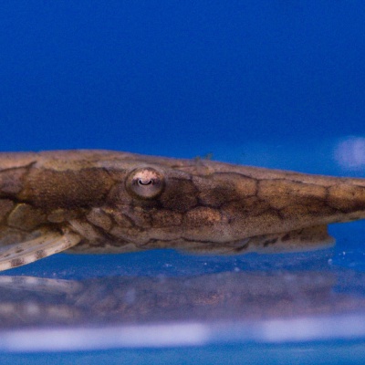 Farlowella acus