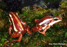 Epipedobates tricolor/anthonyi