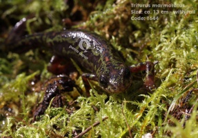 Triturus marmoratus