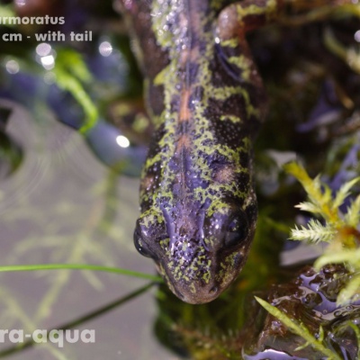 T644 02 Triturus marmoratus