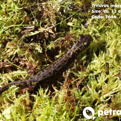 T644 03 Triturus marmoratus