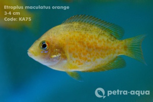 Etroplus maculatus orange