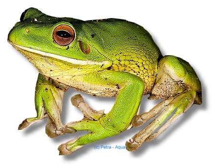 Litoria infrafrenata