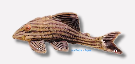 L027 Panaque nigrolineatus