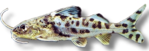 Pimelodus pictus