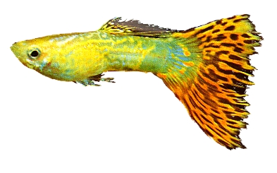 Poecilia reticulata male triangel mix