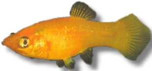Poecilia sphenops gold molly