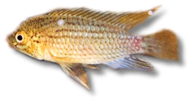 Pseudotropheus greishakei