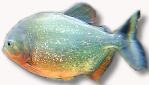 Serrasalmus nattereri