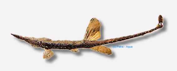 Farlowella acus