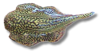 Sewellia lineolata