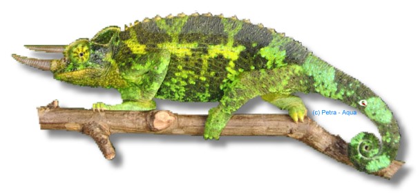 Trioceros (Chamaeleo) jacksoni xanthalopus