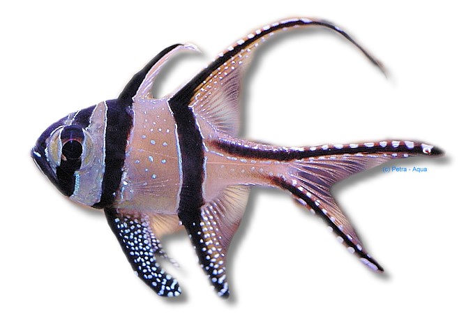 Pterapogon kauderni
