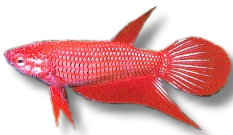 Betta spl. female mix