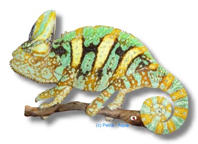 Chamaeleo calyptratus