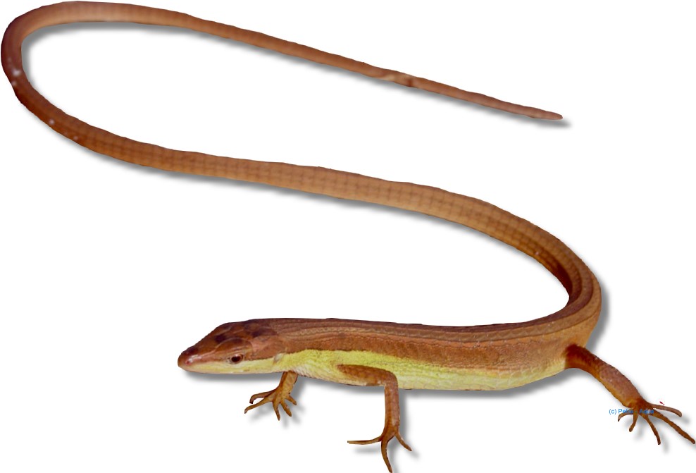 Takydromus sexlineatus