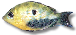 Etroplus maculatus