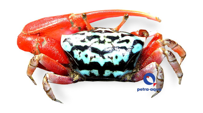 Paraleptuca crassipes