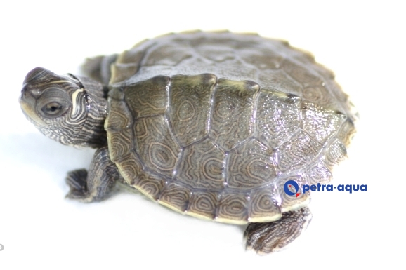 Graptemys pseudogeographica