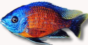 Haplochromis borleyi red fin