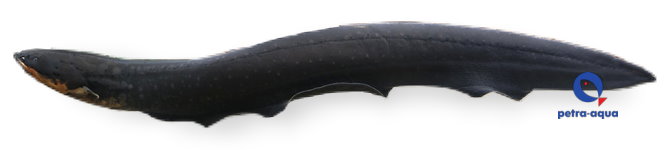 Electrophorus electricus