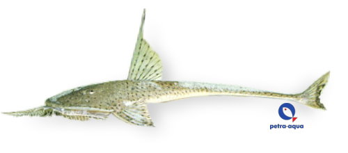 Planiloricaria cryptodon