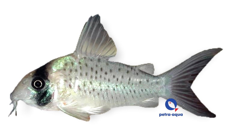 Corydoras cf sychri C53