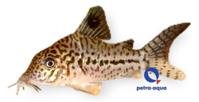 Corydoras leopardus C102