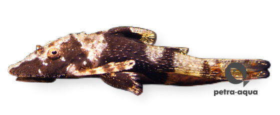 Parotocinclus sp.