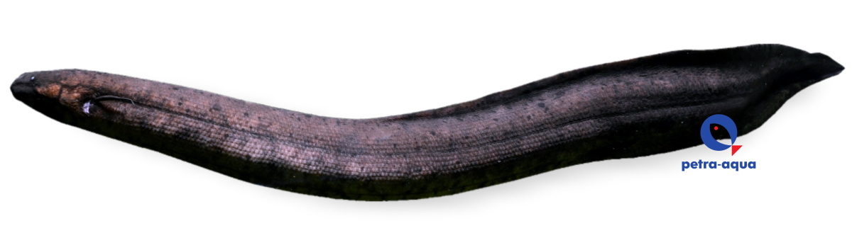 Lepidosiren paradoxa