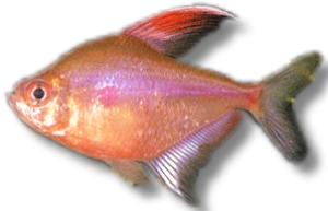 Hyphessobrycon erythrostigma